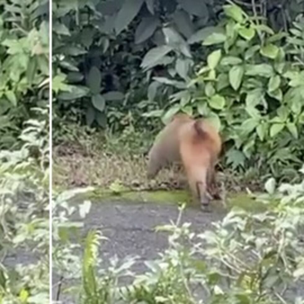 Esta es una de las imágenes de un mono que fueron captadas por personal de seguridad de la UPR en el Jardín Botánico de Río Piedras en noviembre pasado.