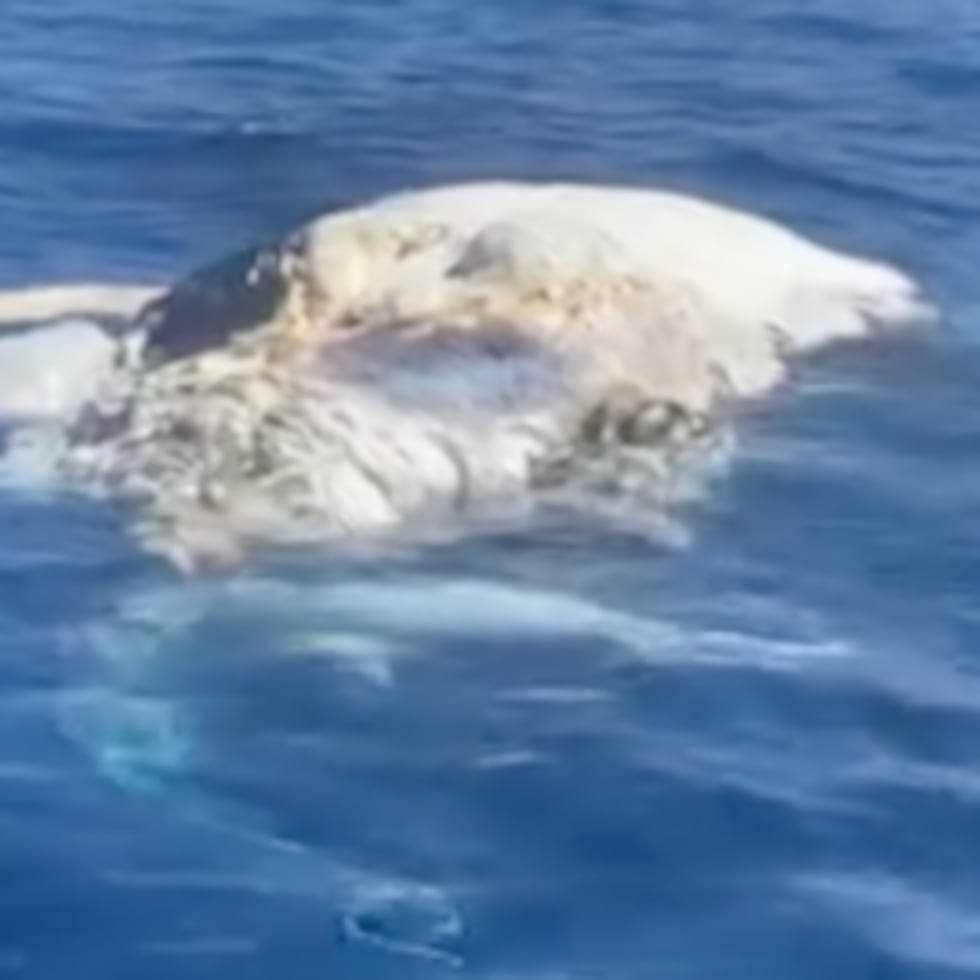 El DRNA dice que no hay manera segura de recuperar la carcasa de la ballena divisada en aguas de Desecheo