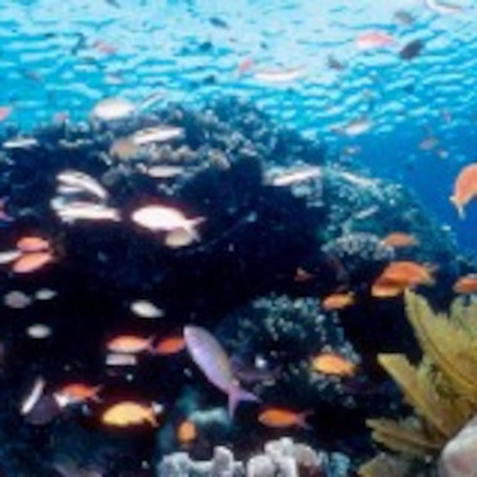 La Gran Barrera comprende 3,000 arrecifes y más de 1,000 islas, que se extienden a lo largo de 2,000 kilómetros, y alberga 400 tipos de coral, 1,500 especies de peces y 4,000 variedades de moluscos. (Archivo)