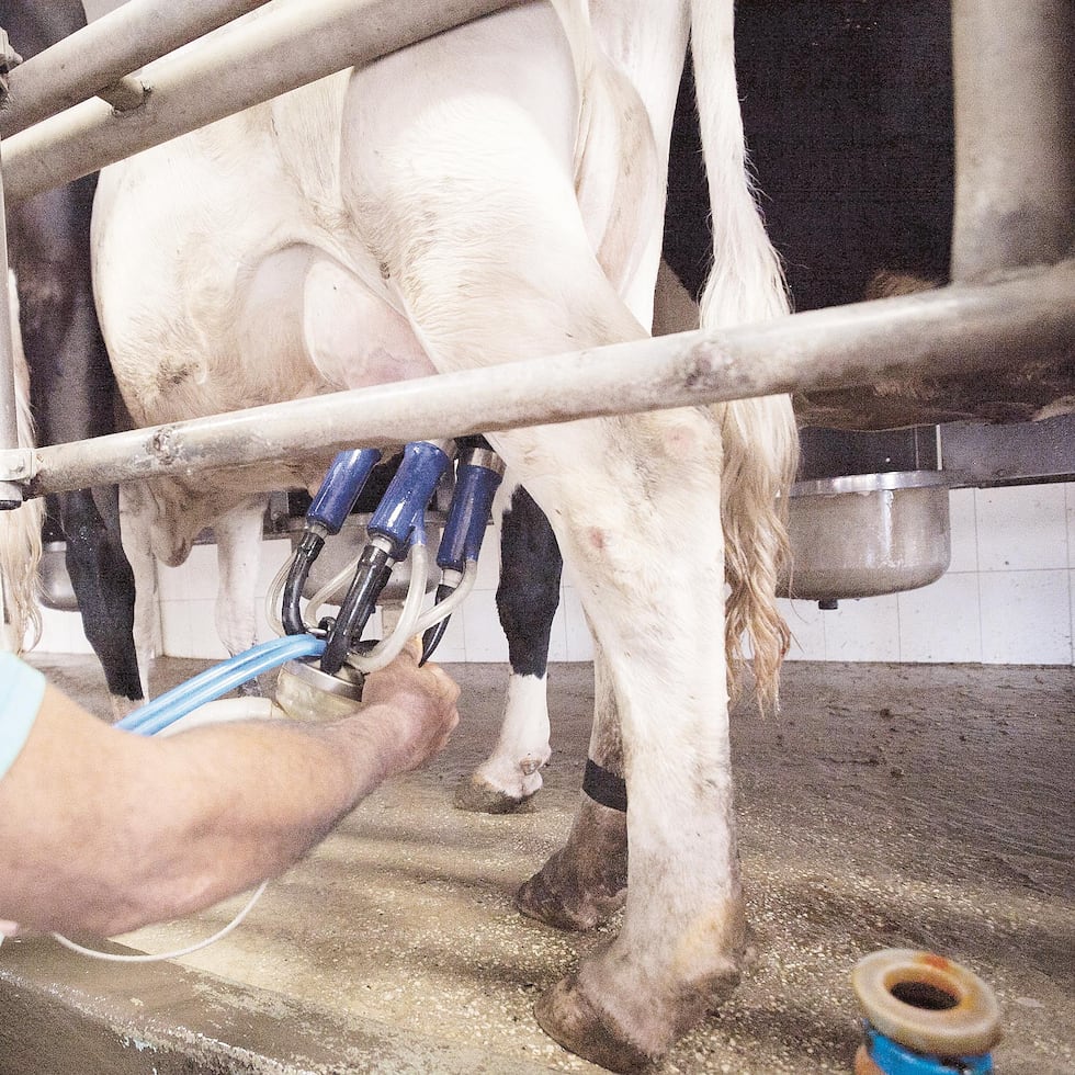 La meta del Departamento de Agricultura es que en la segunda mitad del 2024 las plantas elaboradoras tengan disponible un abasto de leche cruda suficiente y continuo que cumpla con los parámetros establecidos que ayuden a potenciar el sector.