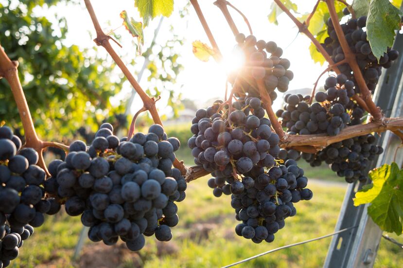 Un vino orgánico es un vino en el cual en el proceso de agricultura no se utilizan herbicidas, pesticidas, fungicidas, insecticidas ni tranquilizantes sintéticos.