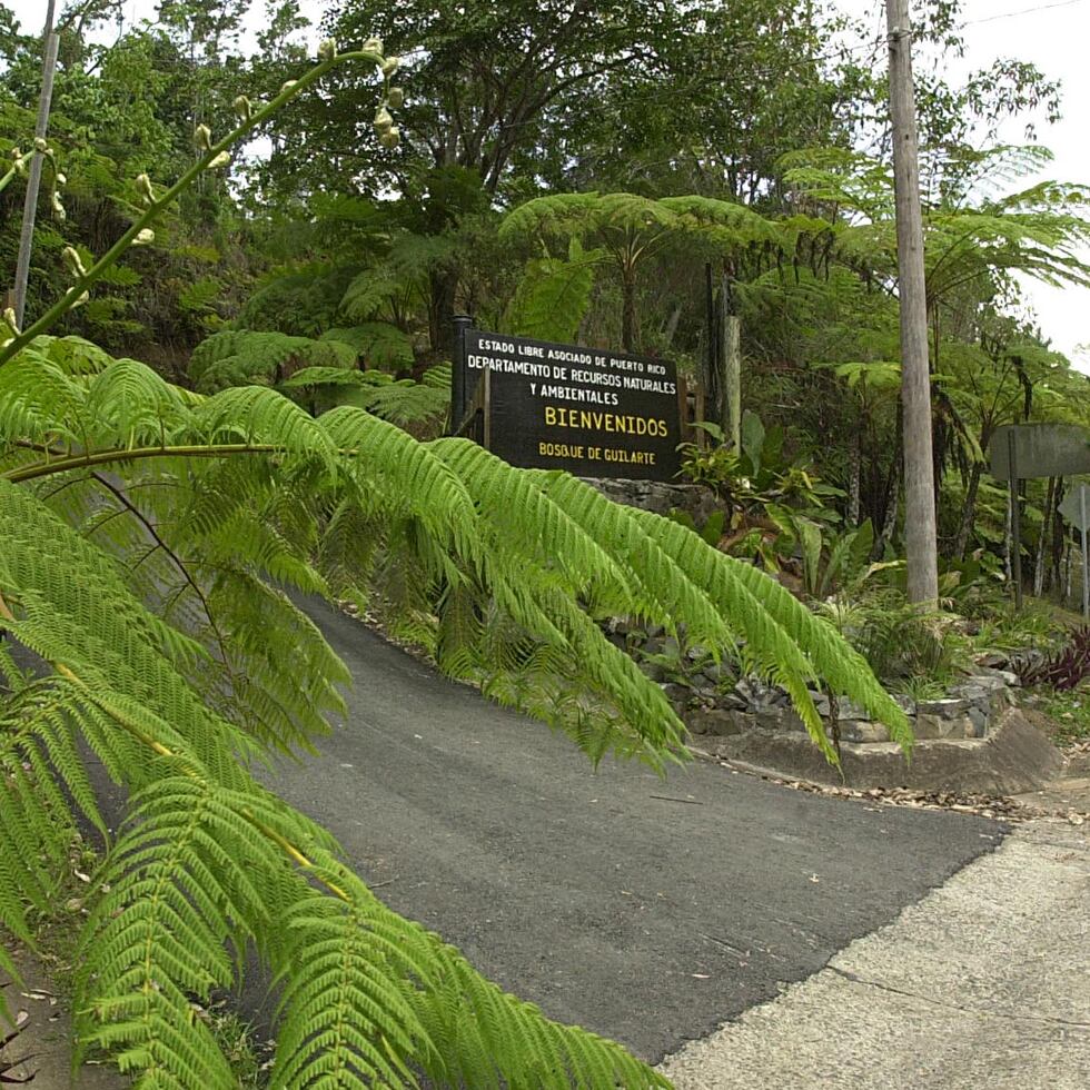 Científicos del Instituto Internacional de Dasonomía Tropical contribuirán en el capítulo de bosques.