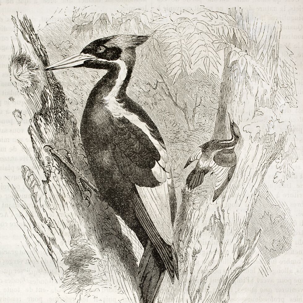 Ilustración del el pájaro carpintero de pico de marfil.