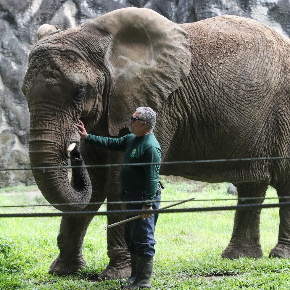 2017 08 27  MAYAGUEZ  -  El Zoologico de Puerto Rico Juan A Rivero pasa por una nueva crisis .  Ahora se contempla la posibilidad de que se remueva a Mundi la elefante y a gatos salvajes .  . En la foto : Alexander Valle de Jesus el cuidador de Mundi junto a la elefanta .   © Jorge A Ramirez Portela