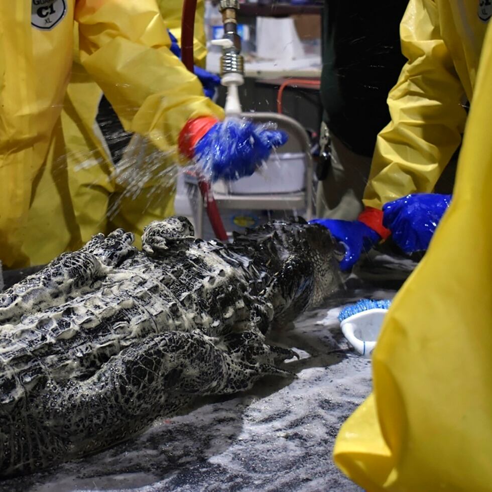 En esta imagen, proporcionada por el Departamento de Pesca y Vida Salvaje de Louisiana, voluntarios bañan un caimán.