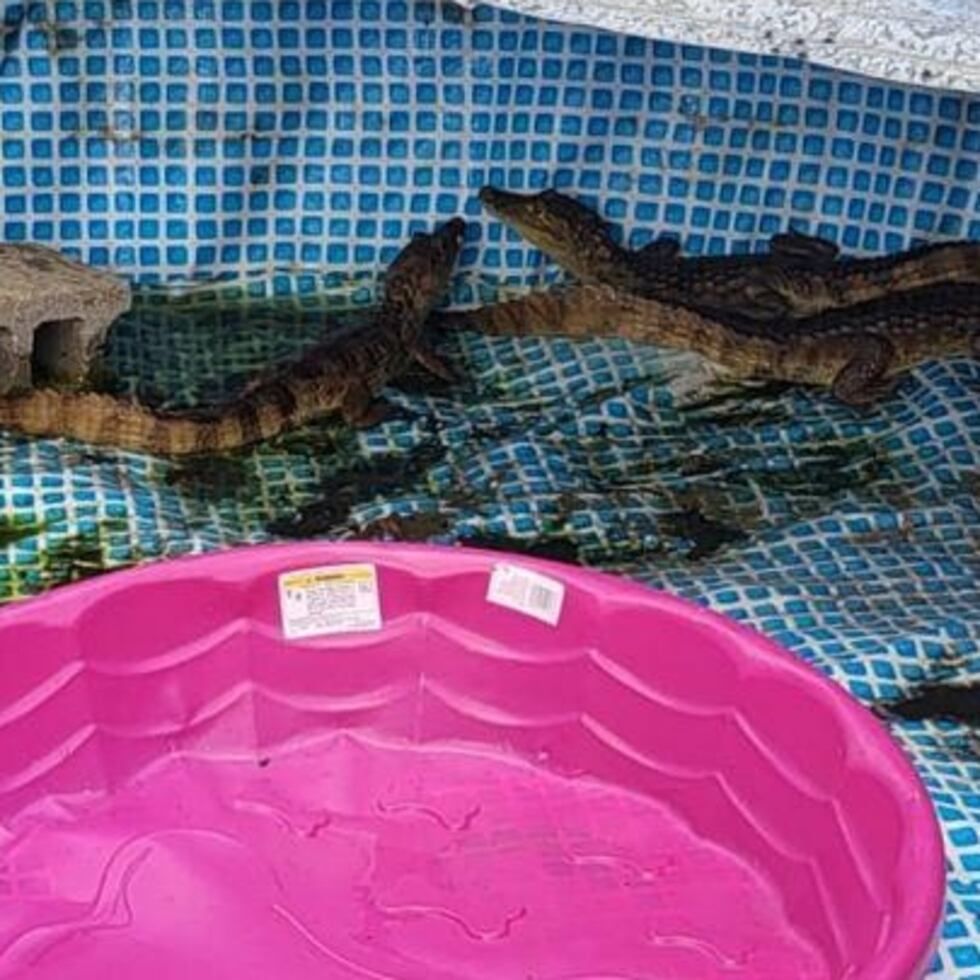 Caimanes encontrados en un residencial de Río Piedras.