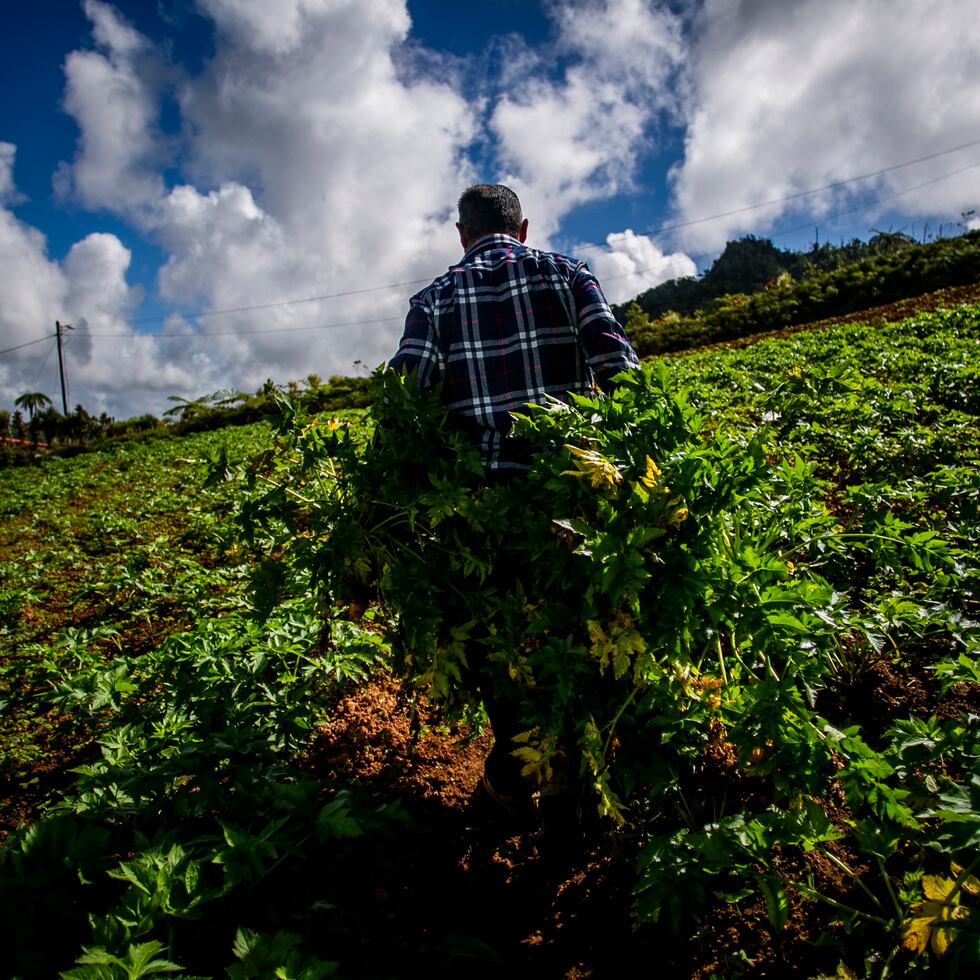 En Barranquitas, dicen que el agricultor de apio más reconocido es Don Andrés.