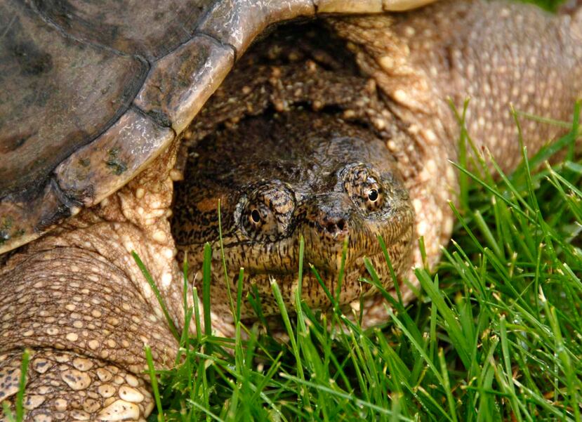 Se trata de uno de los hallazgos más antiguos de huellas de tortuga conocidos, y también el más abundante en cuanto a registros de fósiles de este grupo en materiales del Triásico en el mundo. (Archivo)