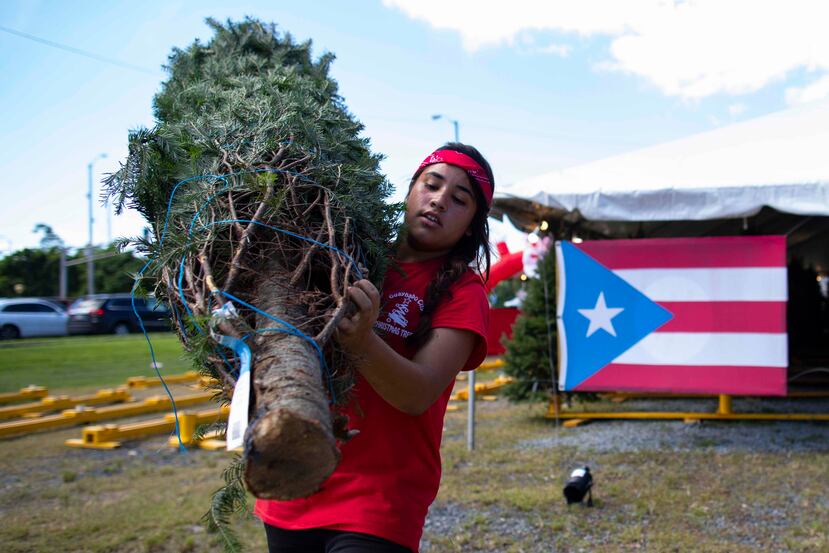 Una empleada de las carpas de venta de árboles frente al coliseo Mario "Quijote" Morales, en Guaynabo, transporta hacia un vehículo un pino que compró un cliente.