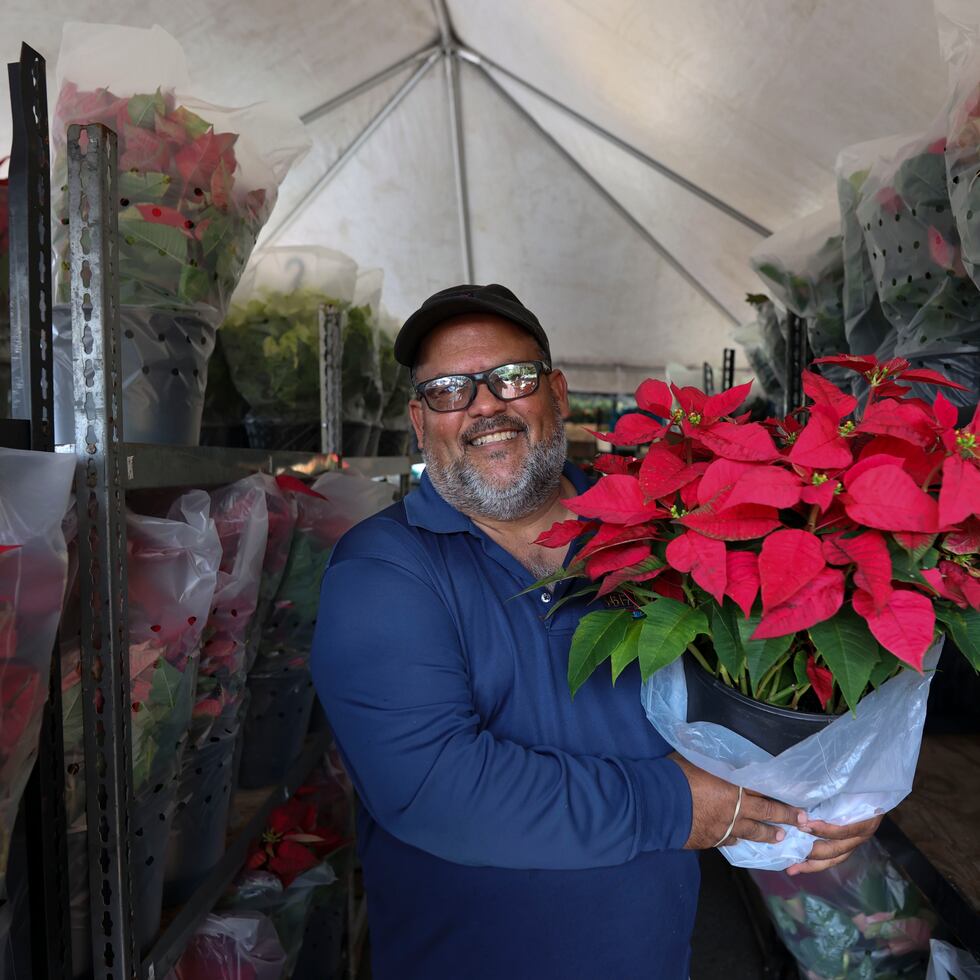 David Burgos, propietario de B&B Farms, en Comerío, cultivó en su empresa este año 70,000 pascuas luego de propagar 10,000 plantas madres.