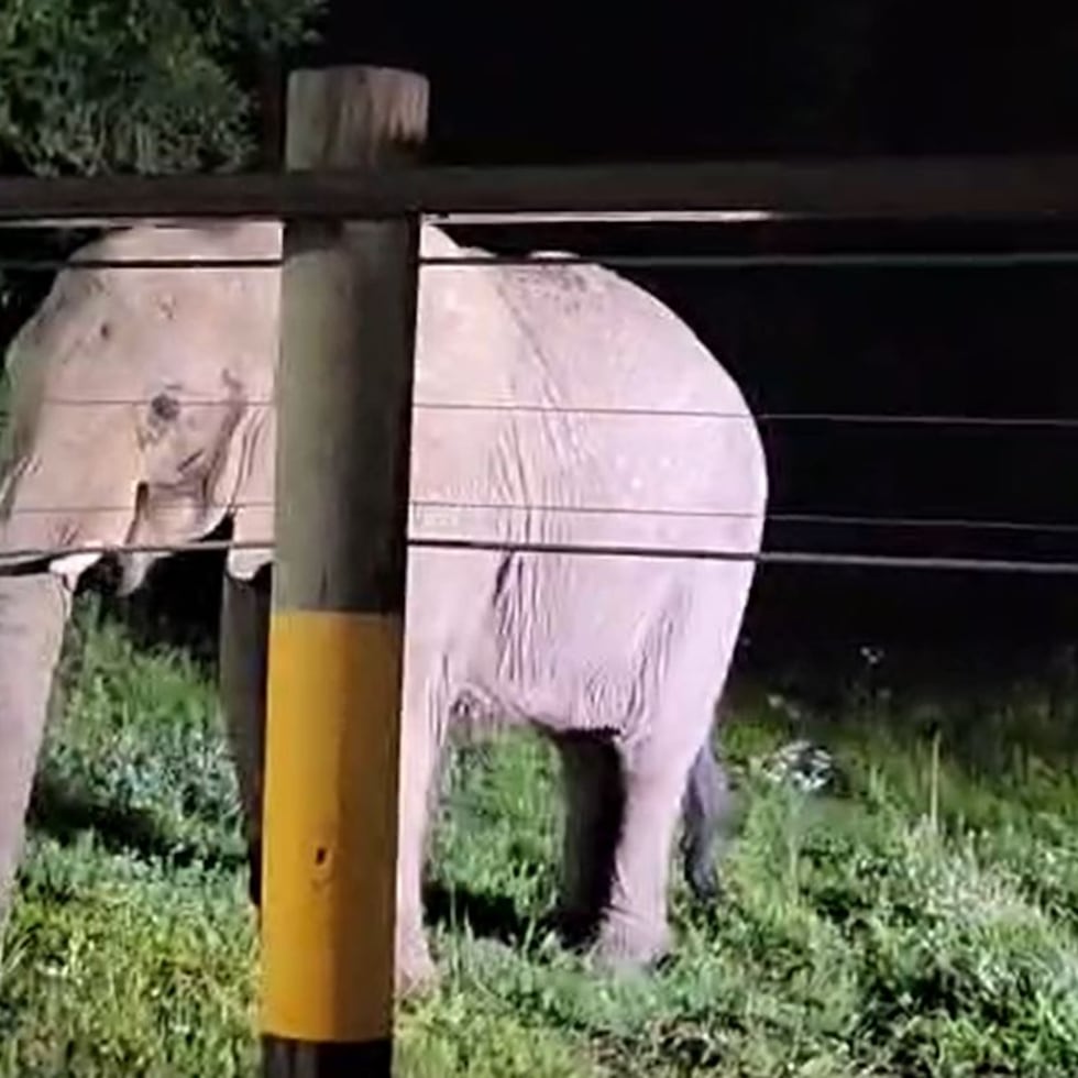 Mundi fue trasladada al santuario Elephant Refuge North America, en Georgia.