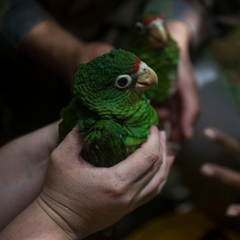 La cotorra puertorriqueña está protegida por la Ley federal de Especies en Peligro de Extinción, que tipifica como delito matarlas, molestarlas, atraparlas o venderlas, entre otras acciones.