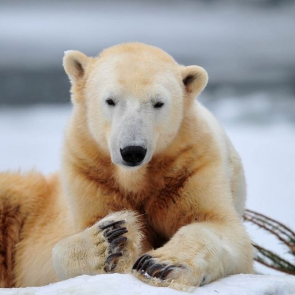 Imagen de archivo de un oso polar.