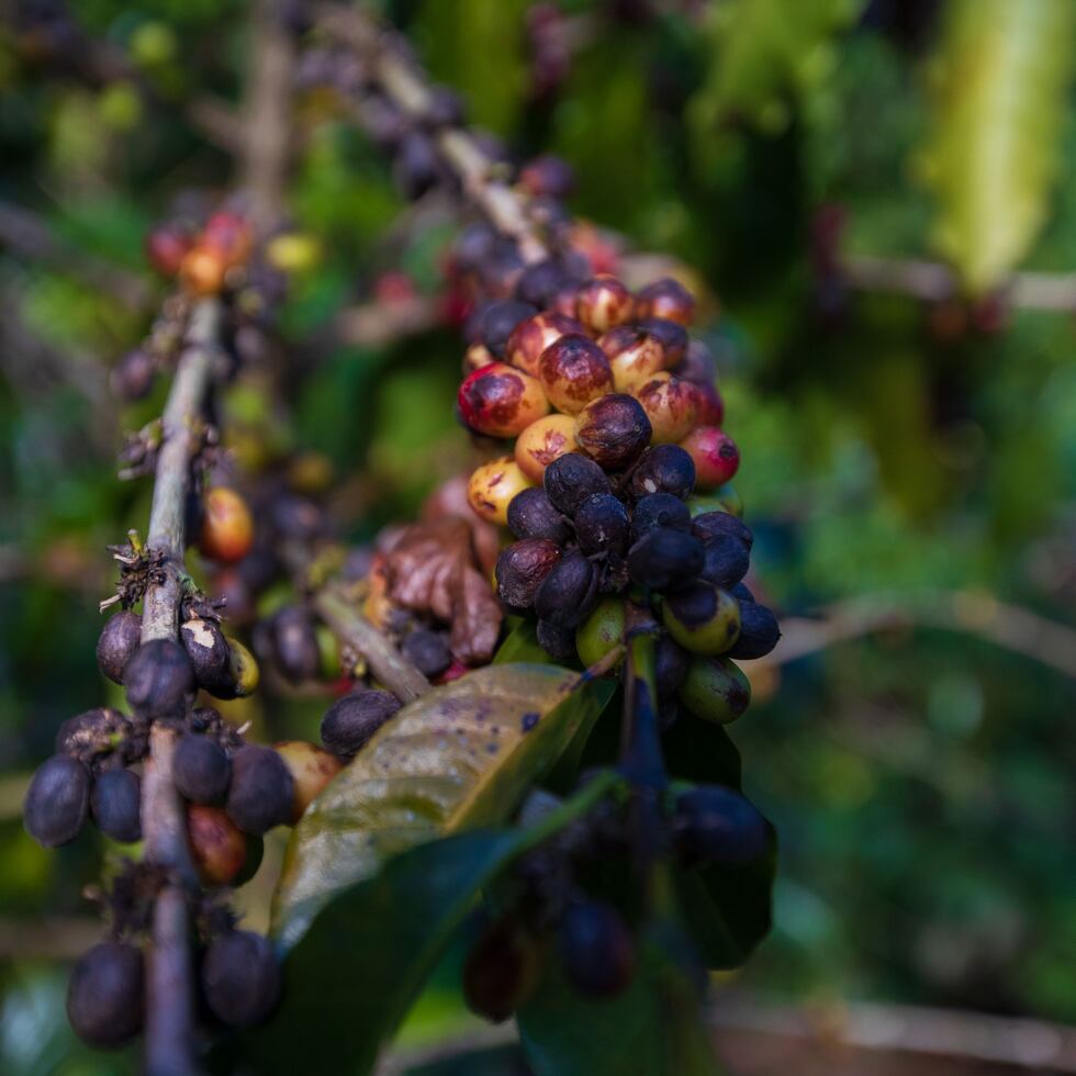 La Finca Samara tiene buena rutina de fertilización y asperjación, pero la enfermedad pudo más e impactó severamente los frutos.