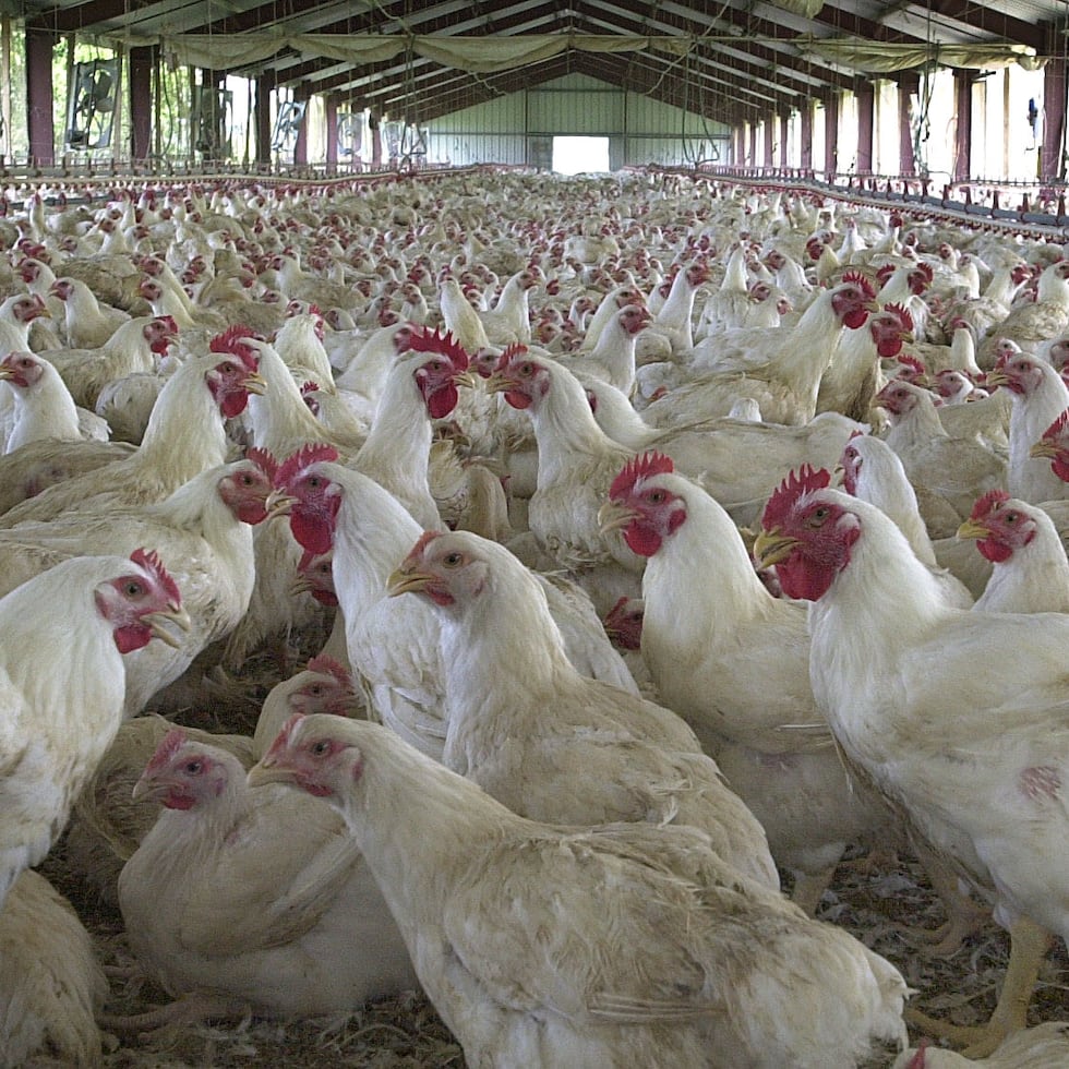 Las fincas de pollo experimentan problemas para operar debido a la falta de electricidad y los escollos para conseguir un suministro de diésel constante hasta que se restablezca el servicio.