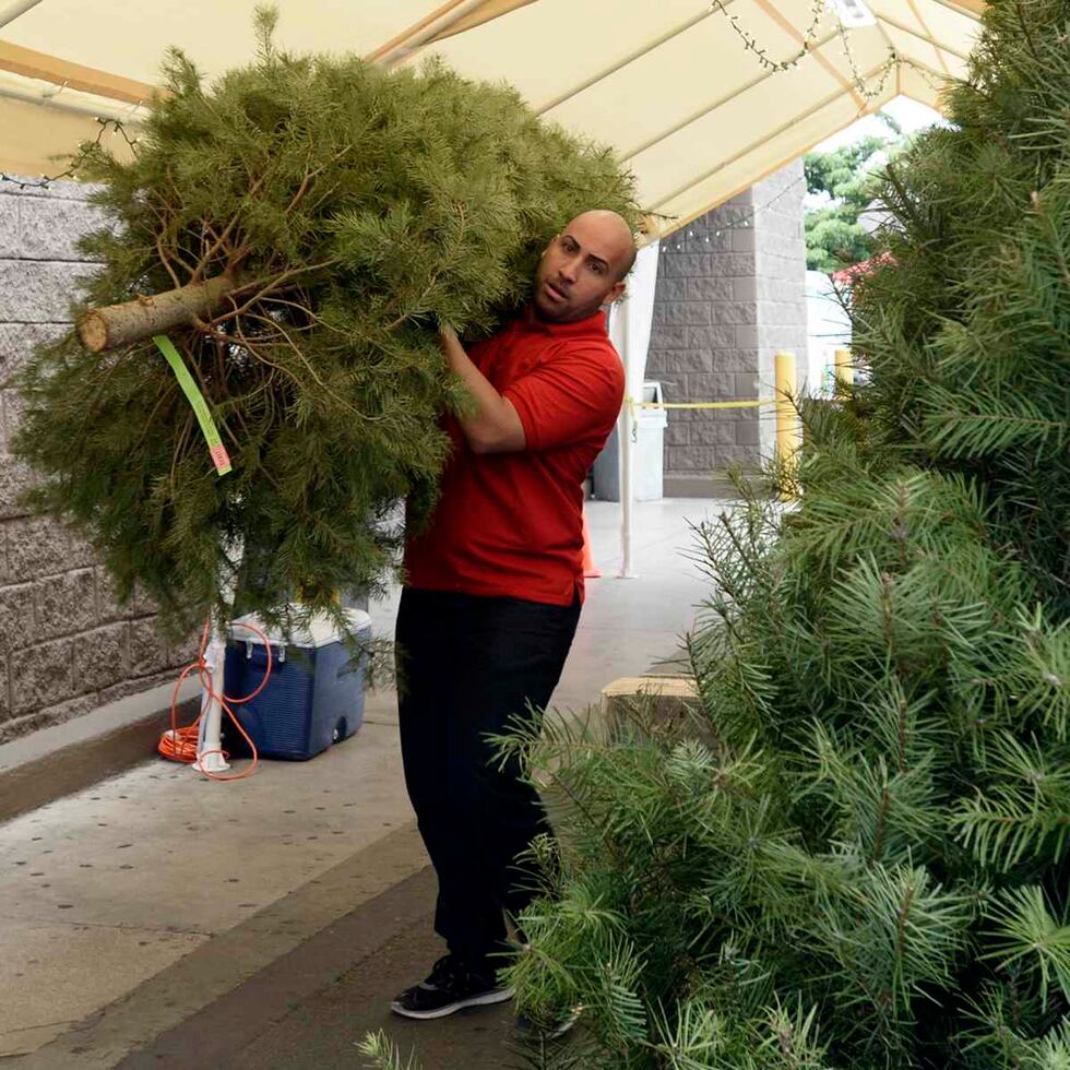 Este año, los árboles de Navidad naturales comenzaron a llegar a Puerto Rico desde la primera semana de noviembre.