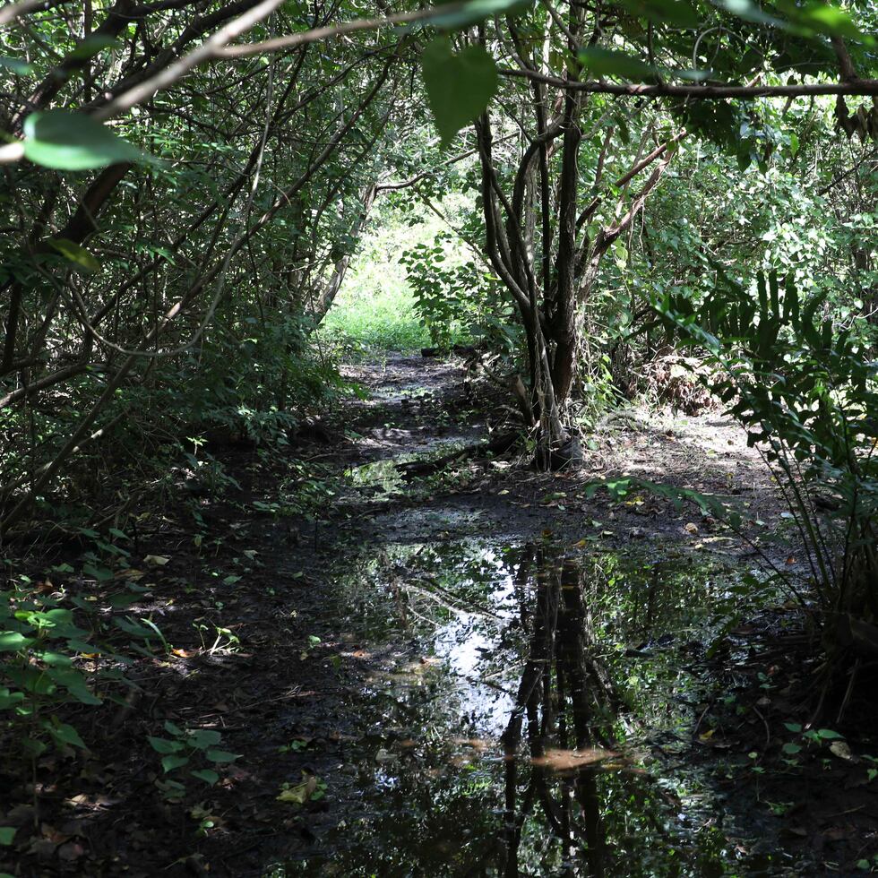 La Reserva Natural  de la Ciénaga Las Cucharillas, en Cataño, es el humedal urbano más grande de la isla.