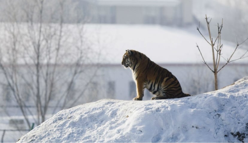 El cambio climático obligaría a los animales a moverse a entornos urbanos (EFE).