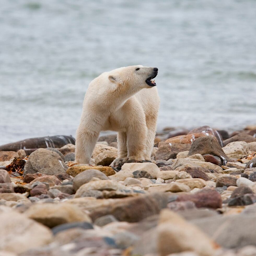 Un oso polar macho camina a orillas de la Bahía de Hudson el 23 de agosto de 2010, cerca de Churchill, Canadá.