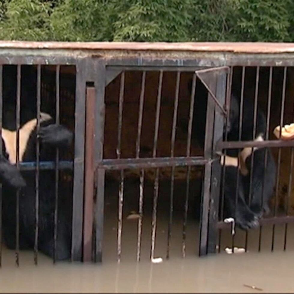 Uno de los osos del zoológico Isla Verde en Ussuriysk se ahogó al desbordarse el domingo un río debido a un aluvión que causó el tifón Goni.