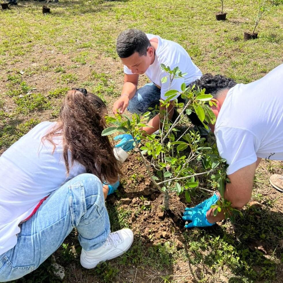 Estudiantes de las escuelas cayeyanas participaron de la siembra de árboles el pasado viernes, en el marco del Día Internacional del Planeta.
