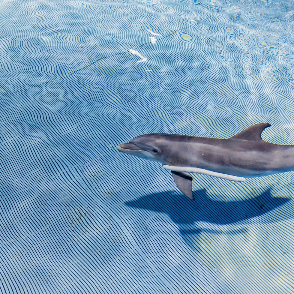 Fotografía cedida hoy por Clearwater Marine Aquarium que muestra al delfín Apollo, que mide un poco más de 6 pies de largo y pesa 200 libras, en las instalaciones del acuario en Clearwater, Florida.
