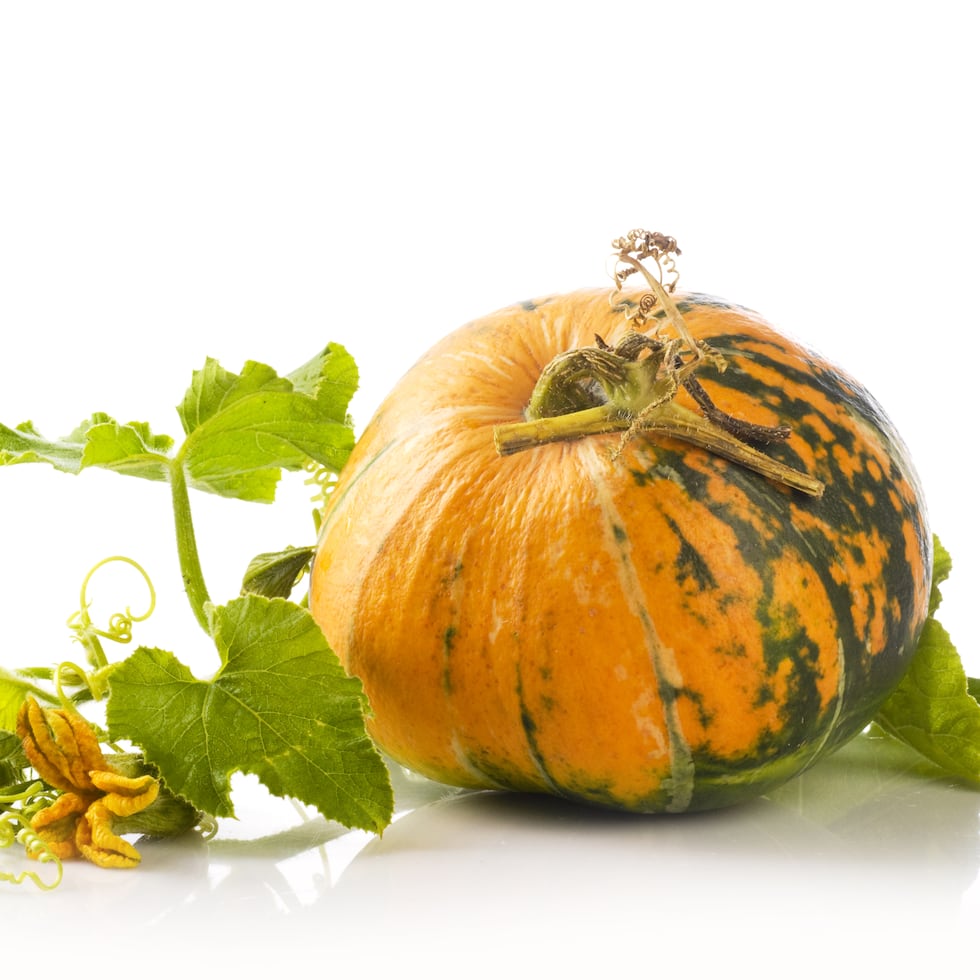 Aunque la calabaza es típica de los últimos tres meses del año, el verano es la estación ideal para su desarrollo por las altas temperaturas que se experimentan.