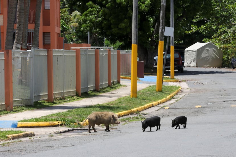 La proliferación de los cerdos vietnamitas  conlleva el riesgo  de que las personas se contagien con enfermedades que estos animales pueden portar.