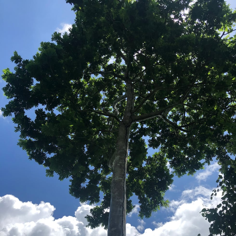 El Bosque Comunitario de Río Hondo se extiende por cerca de 70 cuerdas de terreno y sus voluntarios desean que aumente el número de personas que lo visita. (Suministrada)