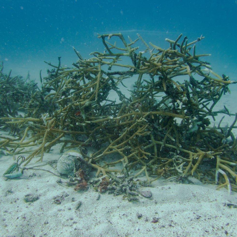 El huracán Fiona afectó los ecosistemas marinos arrancando y partiendo fragmentos de los corales, tras los fuertes oleajes y gran cantidad de precipitación.
