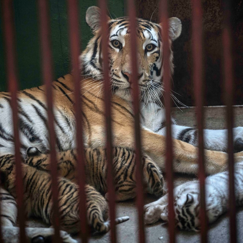 Los tigres de Bengala son "mascotas" populares entre los narcotraficantes mexicanos.