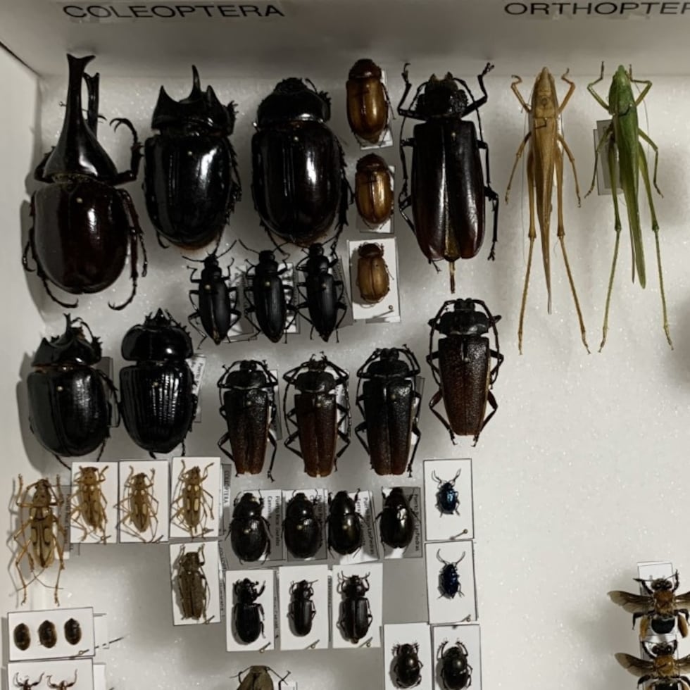 Los estudiantes construyeron una colección de 20 especies que representaran cinco órdenes de insectos.