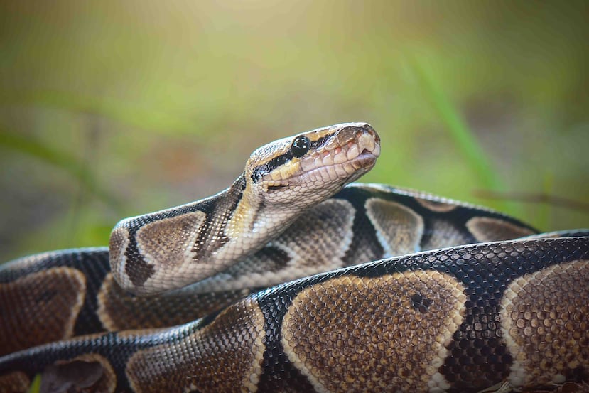 La serpiente fue descrita como una pitón real, también conocida como pitón bola. (Shutterstock)