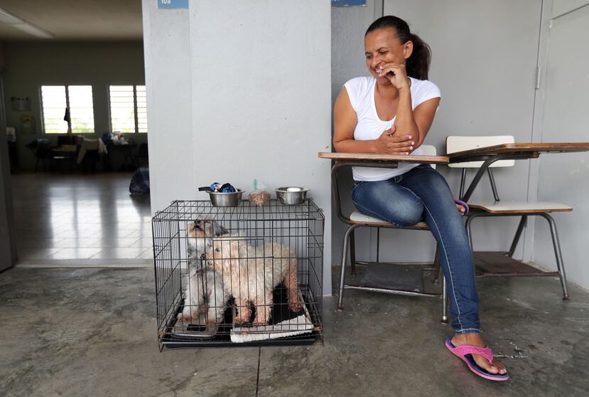 Lucky Dog Animal Rescue ayudó a la organización PR Animals al proveer personal y veterinarios del Friendship Hospital for Animals para identificar, atender y preparar a sobre 60 mascotas para el vuelo.