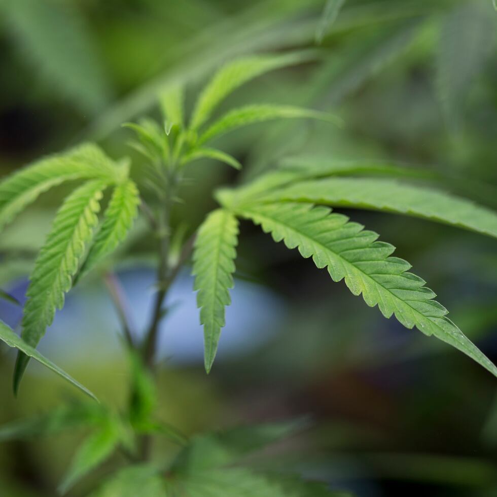 20  DE SEPTIEMBRE  DE 2016  DENVER COLORADO VISITA A A VARIAS EMPRESAS QUE COMPRENDEN LA INDUSTRIA DEL CANNABIS MEDICINAL Y DE USO RECREATIVO EN EL ESTADO DE COLORADO .  EN LA FOTO ;   DETALLE DE HOJA DE MARIJUANA Y PLANTAS DE MARIHUANA     © JORGE A RAMIREZ PORTELA / STAFF .  GFR MEDIA  / EL NUEVO DIA  /  PRIMERA HORA / JORGE.RAMIREZ@GFRMEDIA.COM  MARIHUANA MARIJUANA HEMP CANABINOIDES THC CBD DROGA ILEGAL INDICA SATIVA