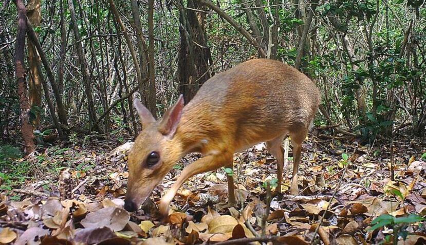 Esta especie forma parte del grupo de rumiantes más pequeños del mundo, ya que pesa aproximadamente 11 libras (Global Wildlife Conservation).