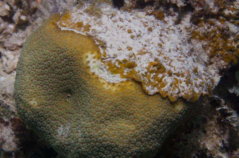 Ramicrusta textilis crece hacia arriba y  deposita capas de carbonato de calcio sobre el arrecife, elevándose hasta la altura máxima que tengan los corales. (Suministrada)