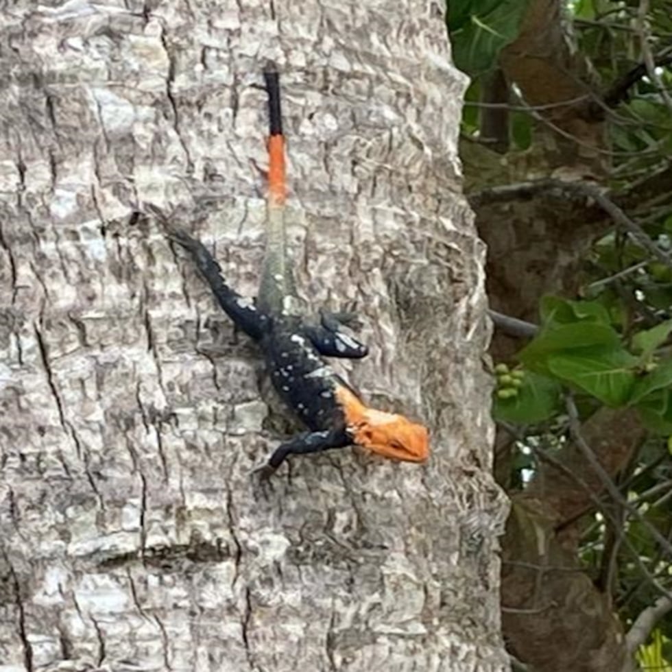 Captan en el país un agama común, también conocido como “lagarto de fuego”.