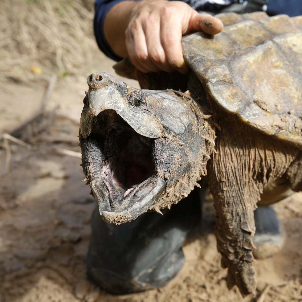 Un ejemplar macho de tortuga caimán abre el hocico después de ser capturado por el Turtle Survival Alliance-North American Freshwater Turtle Research Group, como parte del proceso para etiquetar tortugas.