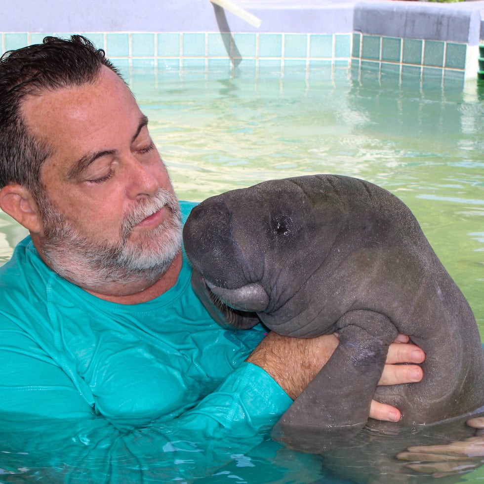 El Centro de Conservación de Manatíes del Caribe, dirigido por Antonio Mignucci (arriba), se ha expandido no solo para atender a más especies, sino también para asistir en el establecimiento de instalaciones similares en otros países.