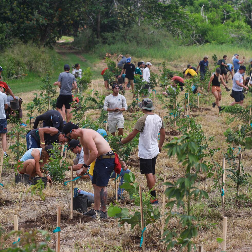 Para el proyecto de reforestación, Para la Naturaleza donará 2,000 árboles.