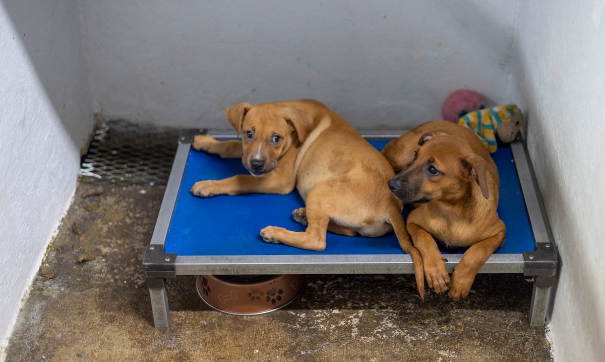 Temporary homes sought for animals in the wake of Tropical Storm Ernesto