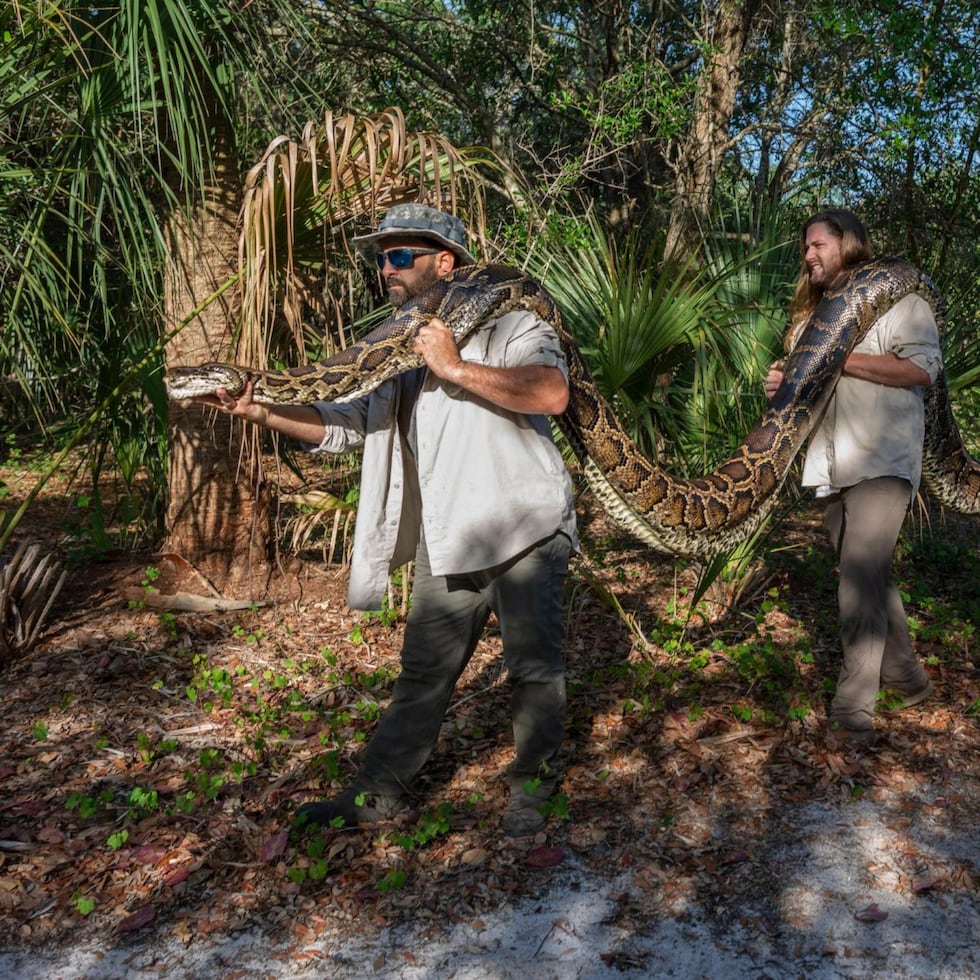 Foto cedida por National Geographic a través de la organización medioambiental Conservancy of Southwest Florida donde aparecen los investigadores Ian Bartoszek, Ian Easterling y el pasante Kyle Findley mientras transportan a una pitón birmana hembra gigante, capturada en el humedal de Los Everglades.