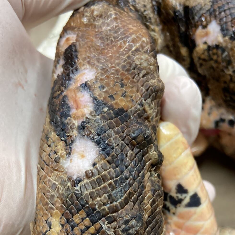 En la foto: Lesiones ocasionadas por el hongo en un individuo de Boa constrictor, una especie exótica introducida a los ecosistemas de Puerto Rico. De las 16 especies de serpientes que pueden encontrarse en el archipiélago de Puerto Rico, exóticas, nativas o endémicas, se ha detectado el hongo en en tres de estas.