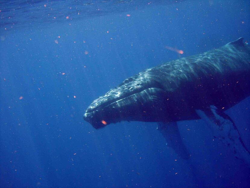 Al menos 19 ballenas jorobadas fueron halladas atrapadas en trampas para cangrejos. (Suministrada)