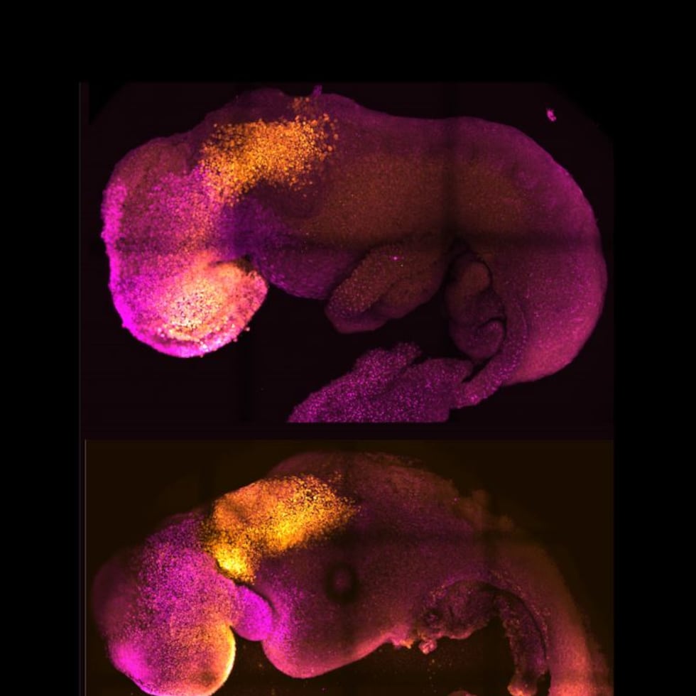 Dos embriones, uno natural y otro sintético, uno al lado del otro, muestran una formación comparable del cerebro y el corazón.