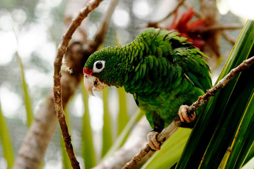 Las poblaciones cautivas en el Aviario La Iguaca han prosperado con números récord de huevos y polluelos producidos después del huracán María por los esfuerzos del Servicio Forestal. (GFR Media)