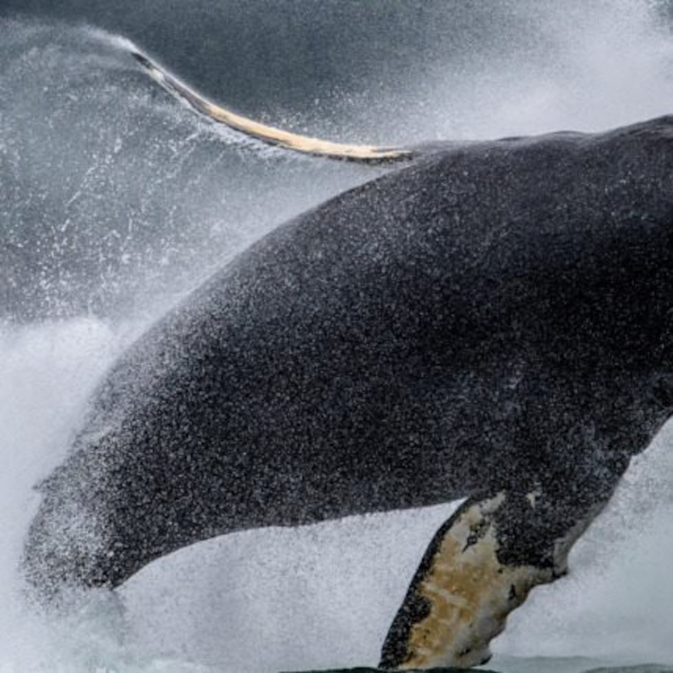 Puede hacer excursiones desde Juneau en busca de ballenas jorobadas, orcas, y osos.