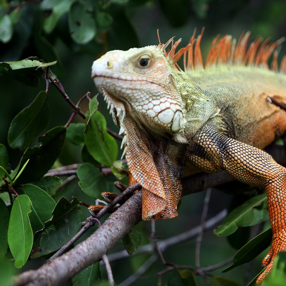 Según los expertos, en Puerto Rico, la iguana verde se encuentra en un ambiente muy similar a su rango nativo.