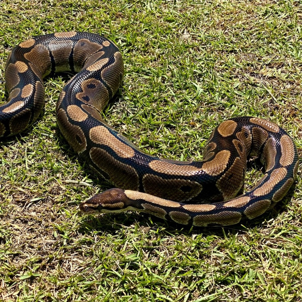 La pitón bola o pitón real puede llegar a medir  cinco pies, tiene patrones asimétricos marrones y negros, y  vientre con escamas blancas y manchas tenues.